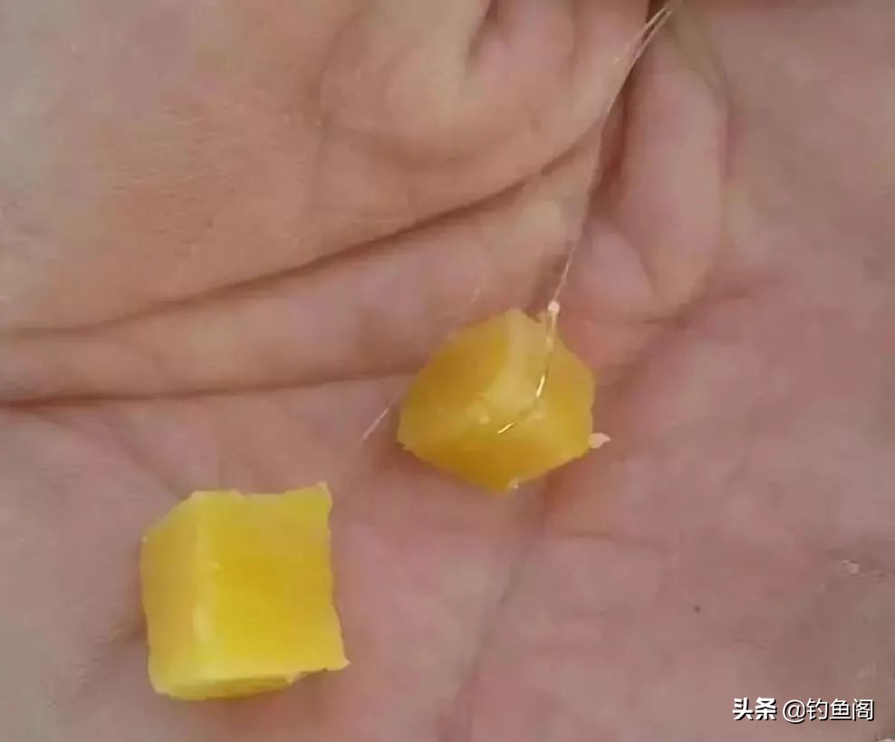 钓鲤鱼并非只能用玉米，这4种窝料都是鲤鱼最爱，老钓友都知道  