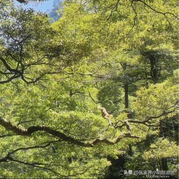 和闺蜜来场说走就走的旅行之张家界凤凰古城5天4晚保姆级攻略  -图9