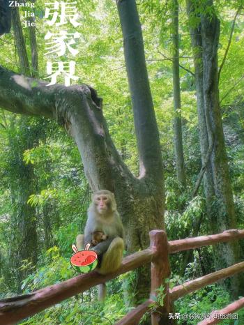 和闺蜜来场说走就走的旅行之张家界凤凰古城5天4晚保姆级攻略  -图8