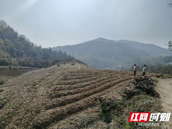 张家界市慈利县金慈街道：全力推进耕地恢复 筑牢粮食安全底线  -图2