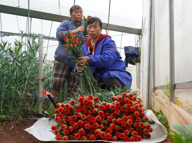 美好生活在云南｜玉溪华宁：冬日大棚暖如春，鲜花绽放销海外  -图4